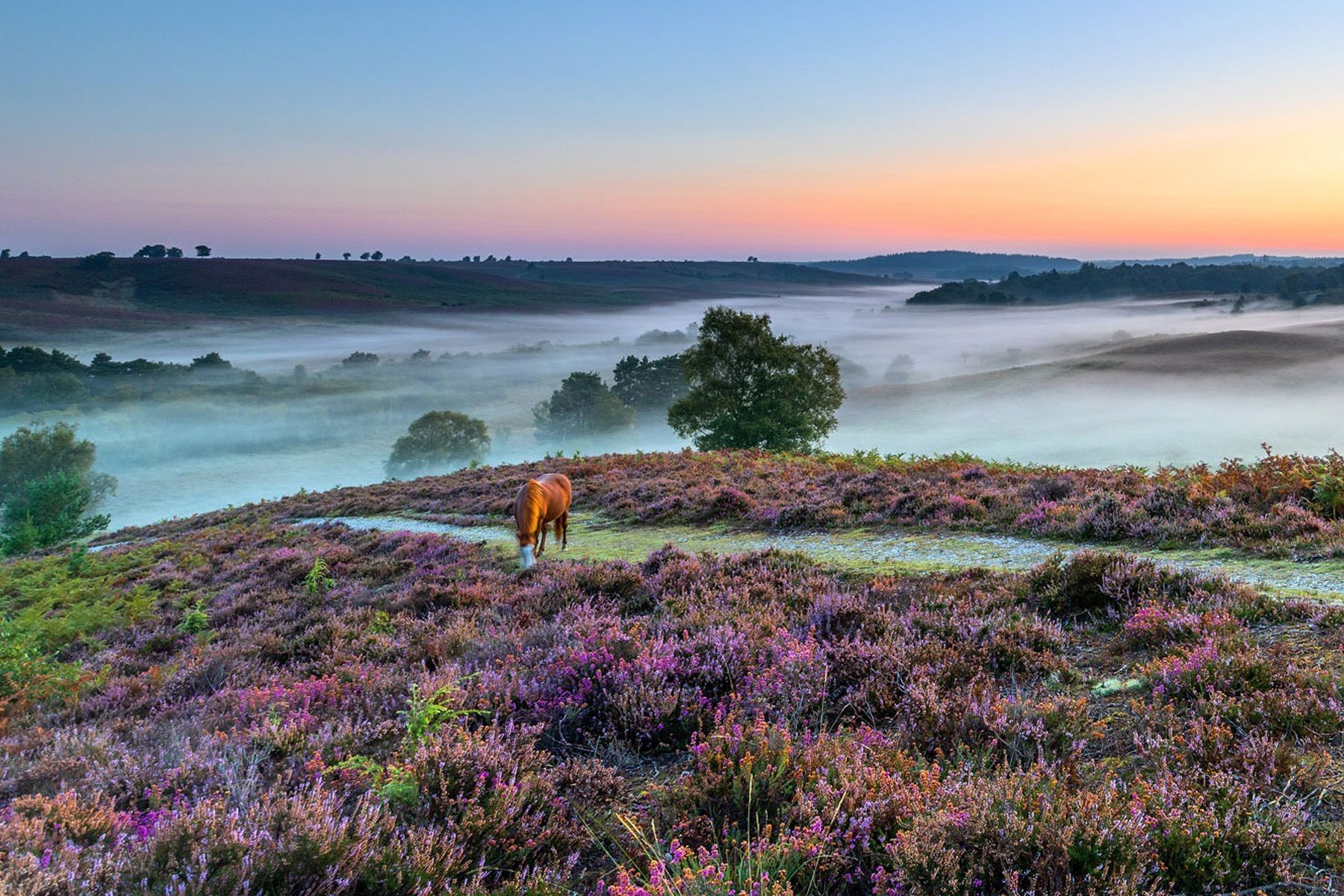 a horse grazing on a hill with purple flowers